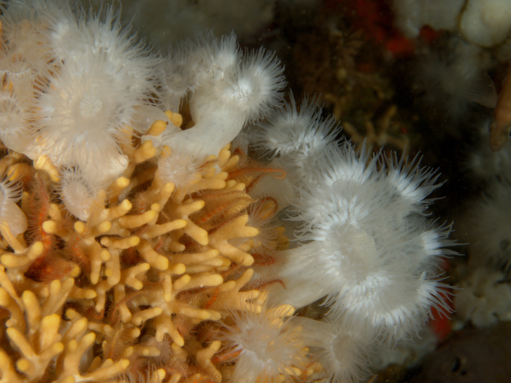 northern staghorn bryozoans, anemones, brittle stars